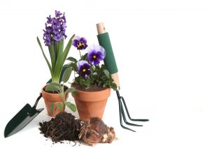 Garden Supplies of Pansies, Hyacinth, Sage and Planting Tools